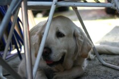 nontron 2006 087.jpg